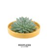 ROOTLESS Succulent Echeveria Pulidonis in Schale ‚gelb‘ Ø20 cm – ↕5 cm