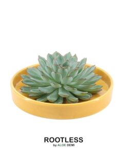 ROOTLESS Succulent Echeveria Pulidonis in Schale ‚gelb‘ Ø20 cm – ↕5 cm