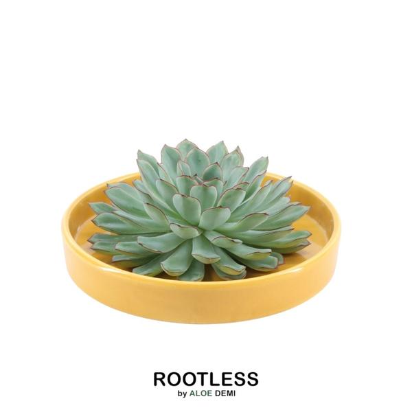 ROOTLESS Succulent Echeveria Pulidonis in Schale ‚gelb‘ Ø20 cm – ↕5 cm