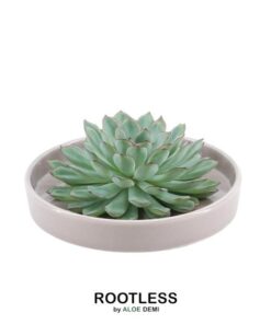 ROOTLESS Succulent Echeveria Pulidonis in Schale ‚taupe‘ Ø20 cm – ↕5 cm