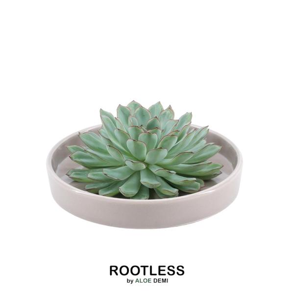 ROOTLESS Succulent Echeveria Pulidonis in Schale ‚taupe‘ Ø20 cm – ↕5 cm