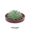 ROOTLESS Succulent Echeveria Pulidonis in Schale ‚rot‘ Ø20 cm – ↕5 cm