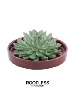 ROOTLESS Succulent Echeveria Pulidonis in Schale ‚rot‘ Ø20 cm – ↕5 cm