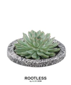 ROOTLESS Succulent Echeveria Pulidonis in Schale ‚Concrete‘ Ø20 cm – ↕5 cm