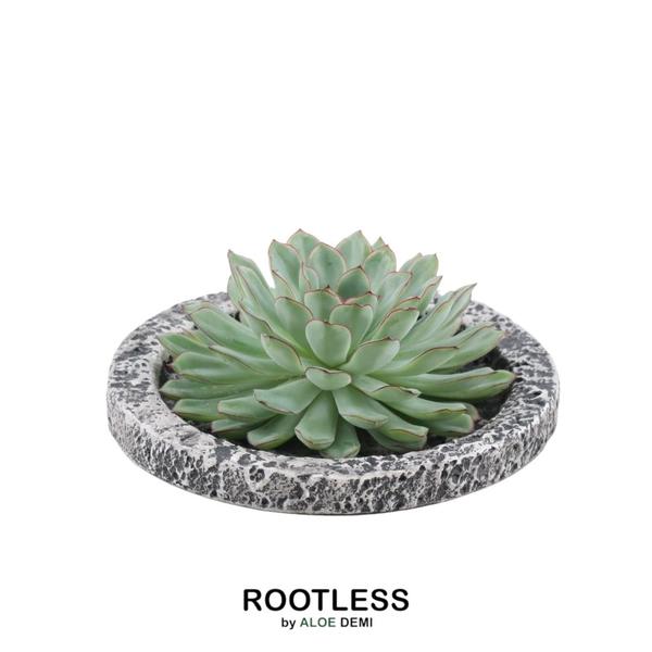 ROOTLESS Succulent Echeveria Pulidonis in Schale ‚Concrete‘ Ø20 cm – ↕5 cm