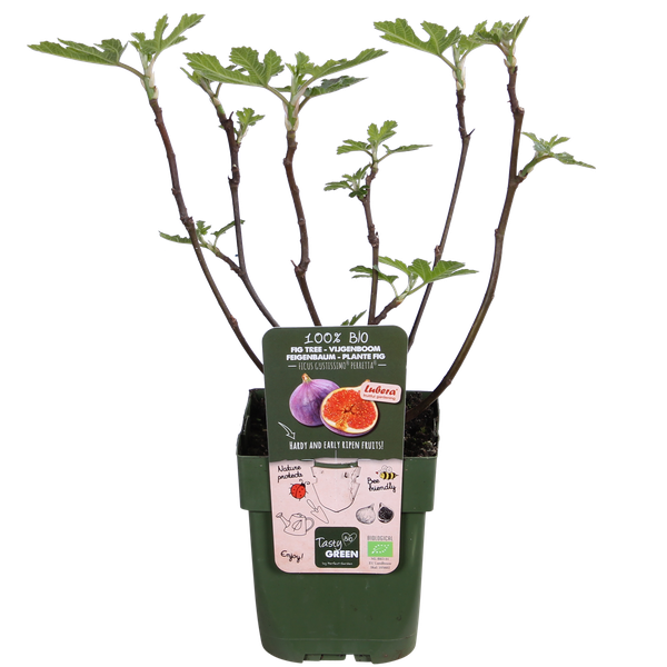 Ficus Gustissimo Perretta – Ø13 – ↨45cm