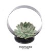 ROOTLESS Succulent Echeveria Pulidonis auf Deko Tischstandard Ø20 cm – ↕20 cm