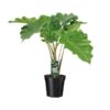 Alocasia Portodora – Ø 21 cm – ↕80 cm