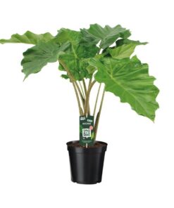 Alocasia Portodora – Ø 21 cm – ↕80 cm