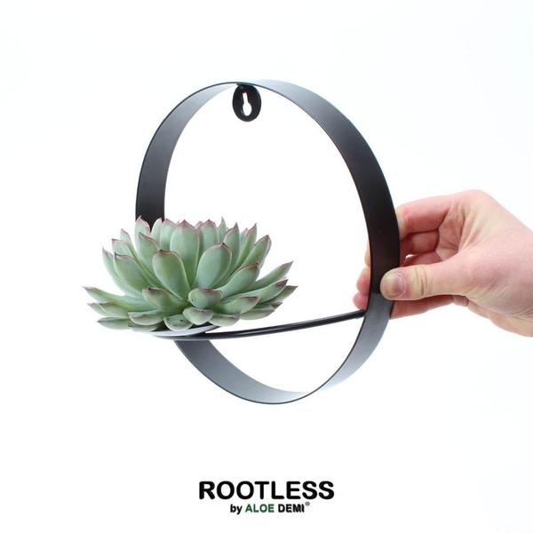 ROOTLESS Succulent Echeveria Pulidonis auf Wanddeko Ring schwarz Ø20 cm – ↕20 cm