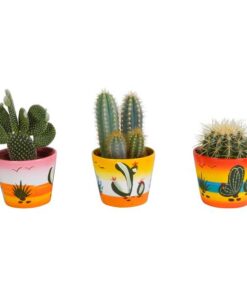 Kakteenmischung 10,5 cm – in Mexicaanse pot – 3x