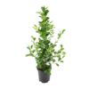 Ficus microcarpa Moclame – Ø21cm – ↕95cm