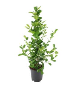 Ficus microcarpa Moclame – Ø21cm – ↕95cm