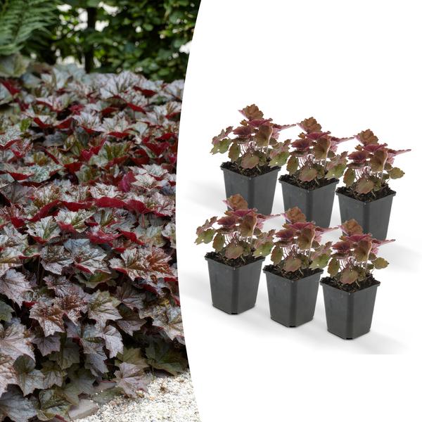 Heuchera mic. ‚Palace Purple‘ – ↕25cm – Ø9cm