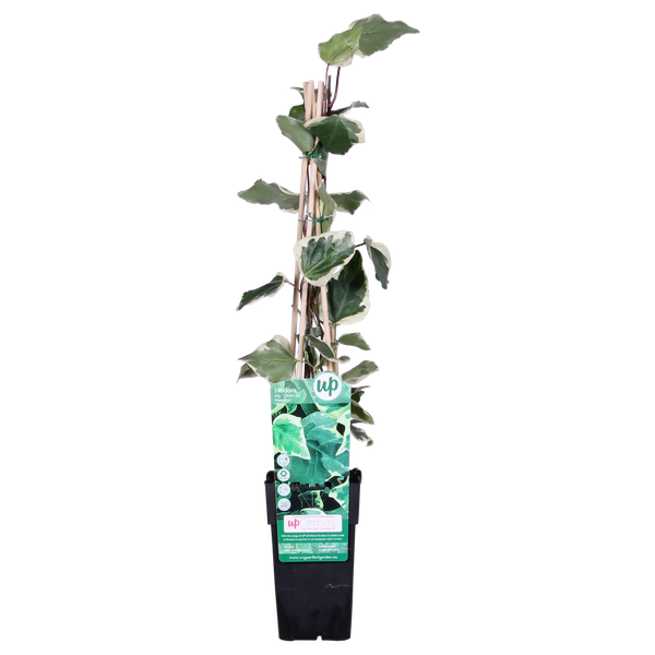 Hedera algeriensis ‚Gloire de Maren‘ – ↨65cm – Ø15