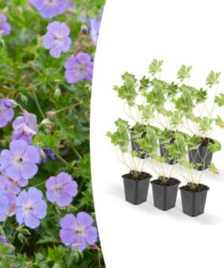 Geranium Rozanne – ↕25cm – Ø9cm – 6x