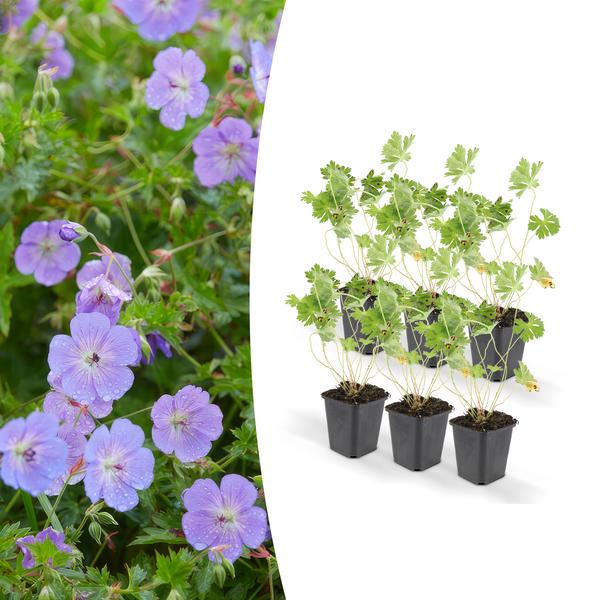 Geranium Rozanne – ↕25cm – Ø9cm – 6x