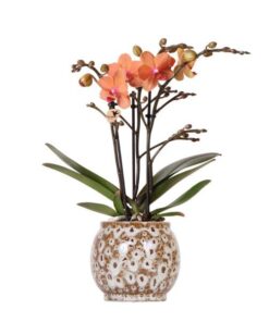 Kolibri Orchids | Orange Phalaenopsis Orchidee – Mineral Bolzano + Safari Topf – Topfgröße Ø9cm | blühende Zimmerpflanze – frisch vom Züchter