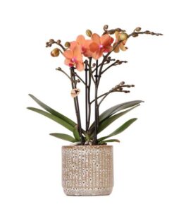 Kolibri Orchids | Orange Phalaenopsis Orchidee – Mineral Bolzano + Jaguar Topf – Topfgröße Ø9cm | blühende Zimmerpflanze – frisch vom Züchter