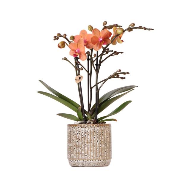 Kolibri Orchids | Orange Phalaenopsis Orchidee – Mineral Bolzano + Jaguar Topf – Topfgröße Ø9cm | blühende Zimmerpflanze – frisch vom Züchter