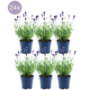 Plants by Frank – Lavandula angustifolia Felice® – 12 cm Topf – Set mit 24 echten Lavendelpflanzen