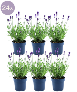 Plants by Frank – Lavandula angustifolia Felice® – 12 cm Topf – Set mit 24 echten Lavendelpflanzen