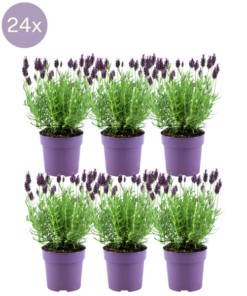 Plants by Frank – Lavandula stoechas Anouk® – 12 cm Topf – Set mit 6 französischen Lavendelpflanzen