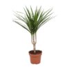 Dracaena Marginata – Ø12cm – ↕50cm