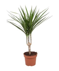 Dracaena Marginata – Ø12cm – ↕50cm