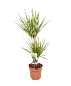 Dracaena Sunray – Ø17 ↕70