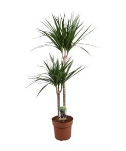 Dracaena Marginata – Ø19 ↕110