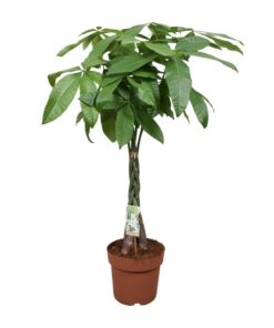 Pachira Aquatica – Ø24cm – ↕120cm