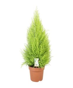 Cupressus Goldcrest Wilma – Ø21cm – ↕90cm