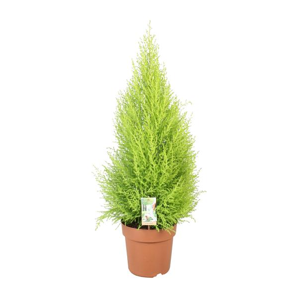 Cupressus Goldcrest Wilma – Ø21cm – ↕90cm