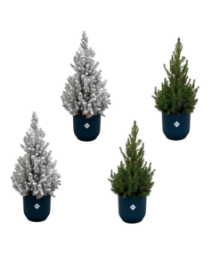 2x Kerstboom + 2x Kerstboom met sneeuw inclusief elho Vibes Fold Round blauw Ø22 – 60 cm