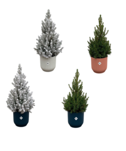 2x Kerstboom + 2x Kerstboom met sneeuw inclusief elho Vibes Fold Round kleurenmix Ø22 – 60 cm