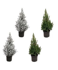 Kerstboom pakket – 2x Picea + 2x Picea met sneeuw – 60 cm