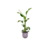 Combi deal – Strelitzia Nicolai inclusief elho Jazz Round lila Ø23 – 100 cm