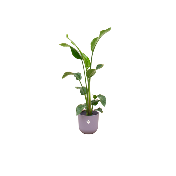 Combi deal – Strelitzia Nicolai inclusief elho Jazz Round lila Ø23 – 100 cm