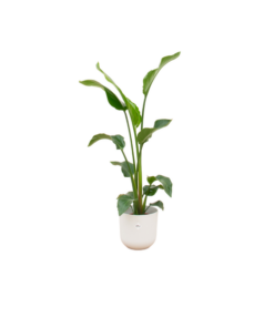 Combi deal – Strelitzia Nicolai inclusief elho Jazz Round wit Ø23 – 100 cm