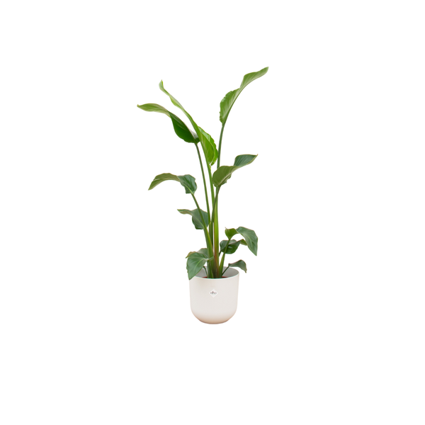 Combi deal – Strelitzia Nicolai inclusief elho Jazz Round wit Ø23 – 100 cm