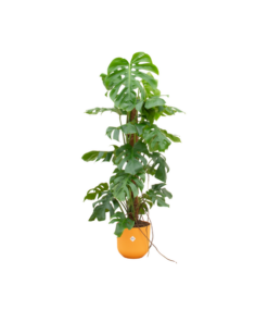 Combi deal – Monstera Pertusum XL inclusief elho Jazz Round geel Ø26 – 120 cm