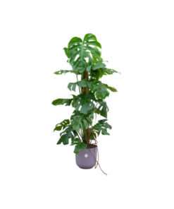 Combi deal – Monstera Pertusum XL inclusief elho Jazz Round lila Ø26 – 120 cm