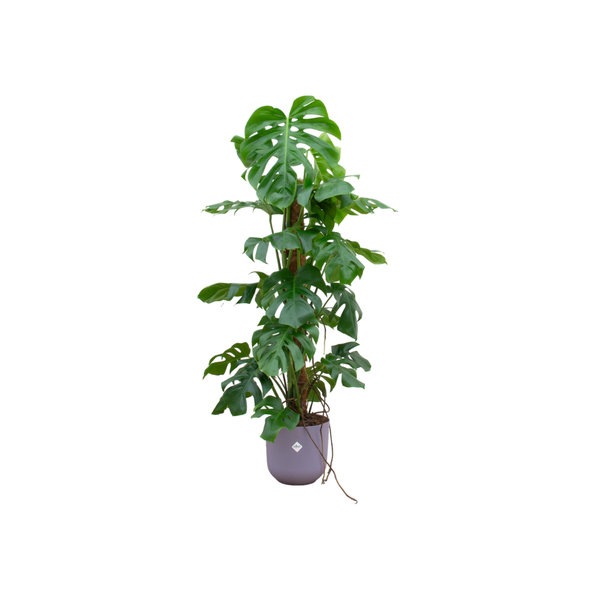 Combi deal – Monstera Pertusum XL inclusief elho Jazz Round lila Ø26 – 120 cm