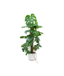 Combi deal – Monstera Pertusum XL inclusief elho Jazz Round wit Ø26 – 120 cm