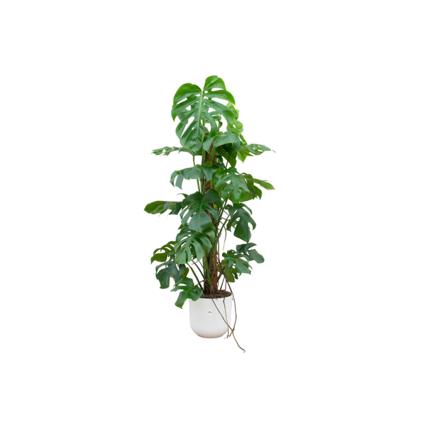 Combi deal – Monstera Pertusum XL inclusief elho Jazz Round wit Ø26 – 120 cm