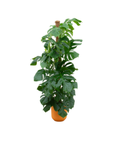 Combi deal – Monstera Pertusum XL inclusief elho Jazz Round geel Ø26 – 150 cm