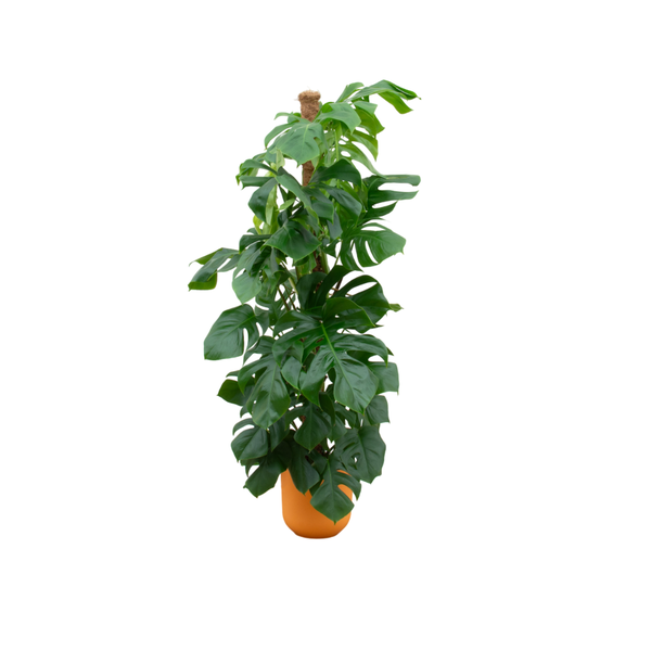 Combi deal – Monstera Pertusum XL inclusief elho Jazz Round geel Ø26 – 150 cm