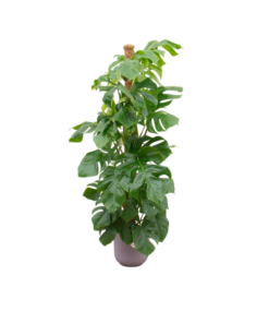 Combi deal – Monstera Pertusum XL inclusief elho Jazz Round lila Ø26 – 150 cm