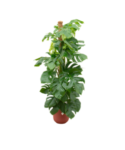 Combi deal – Monstera Pertusum XL inclusief elho Jazz Round rood Ø26 – 150 cm